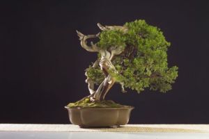 Voir le détail de cette oeuvre: Juniperus chinensis