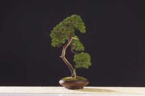 Voir le détail de cette oeuvre: Juniperus chinensis