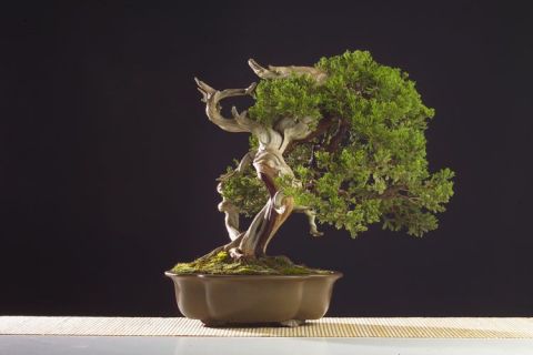 Juniperus chinensis